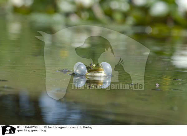 quacking green frog / THA-02300
