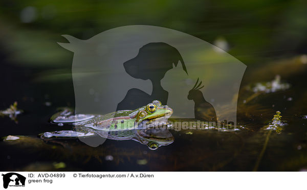 green frog / AVD-04899