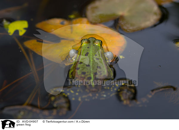 green frog / AVD-04907