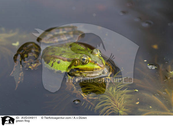 green frog / AVD-04911