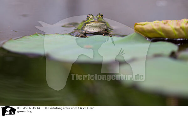 green frog / AVD-04914