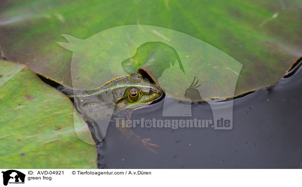 green frog / AVD-04921