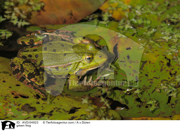 green frog / AVD-04923