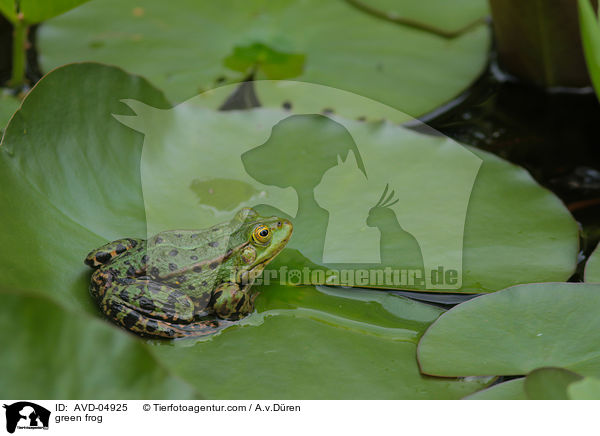 green frog / AVD-04925
