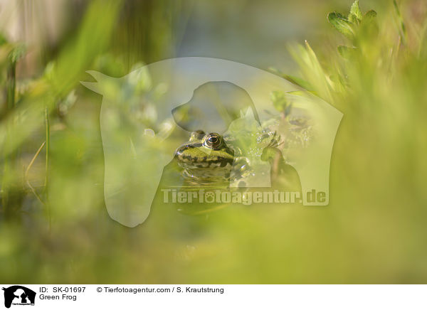 Green Frog / SK-01697