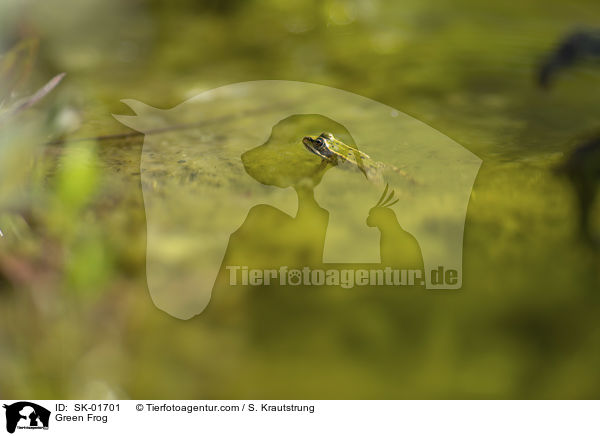 Green Frog / SK-01701