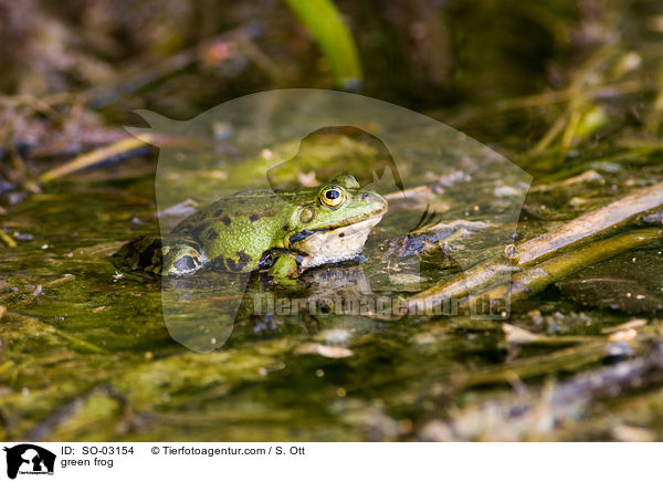 green frog / SO-03154