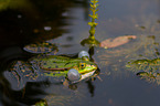 green frog