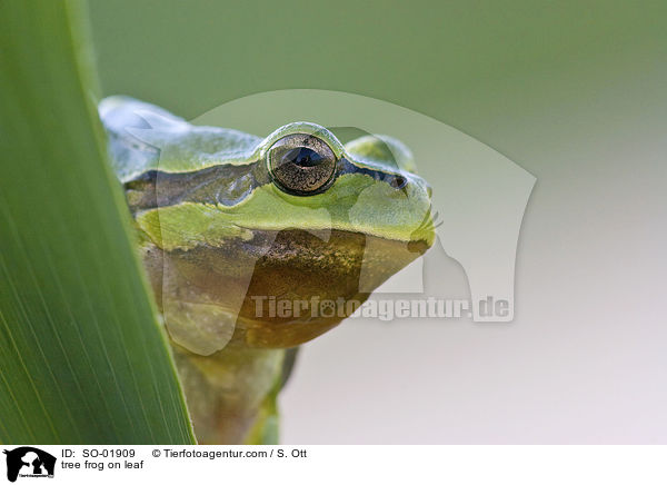 tree frog on leaf / SO-01909