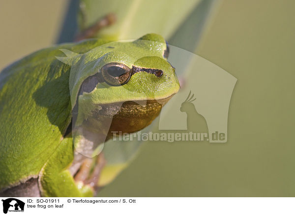 tree frog on leaf / SO-01911