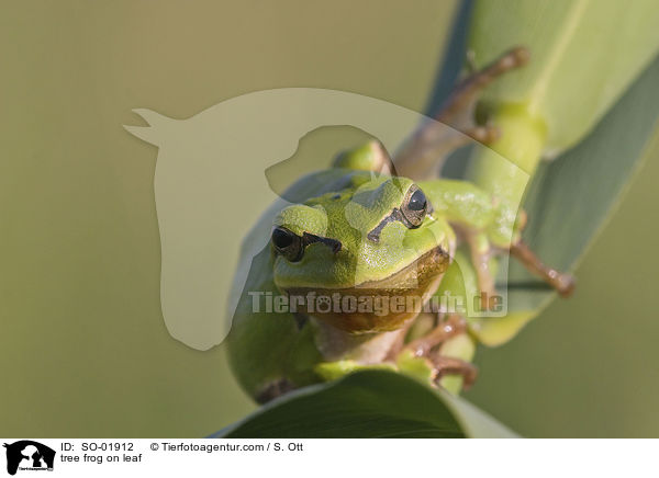 tree frog on leaf / SO-01912