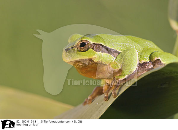 tree frog on leaf / SO-01913