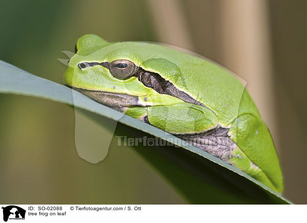tree frog on leaf / SO-02088