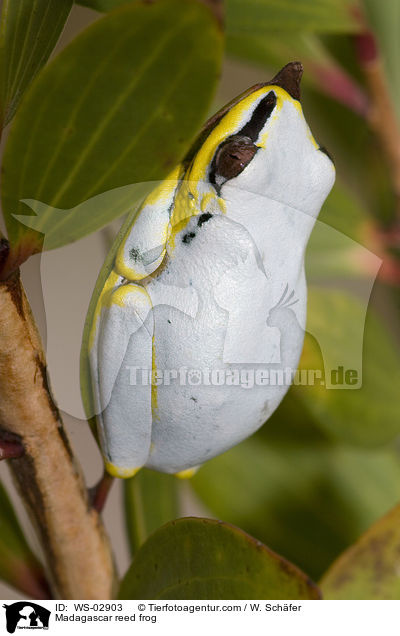Blauer-Riedfrosch / Madagascar reed frog / WS-02903