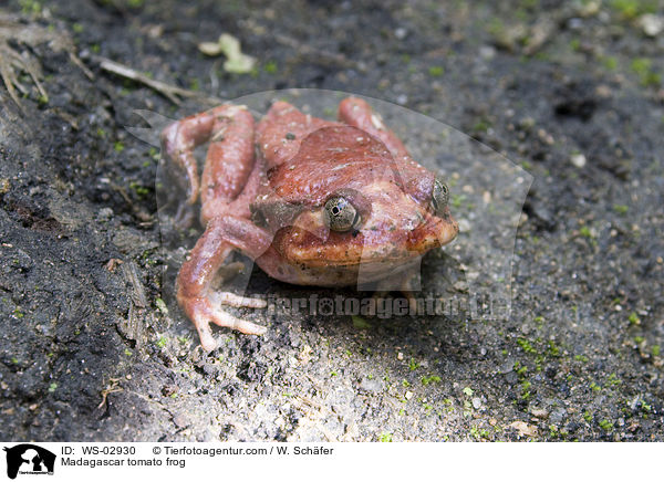 Tomatenfrosch / Madagascar tomato frog / WS-02930
