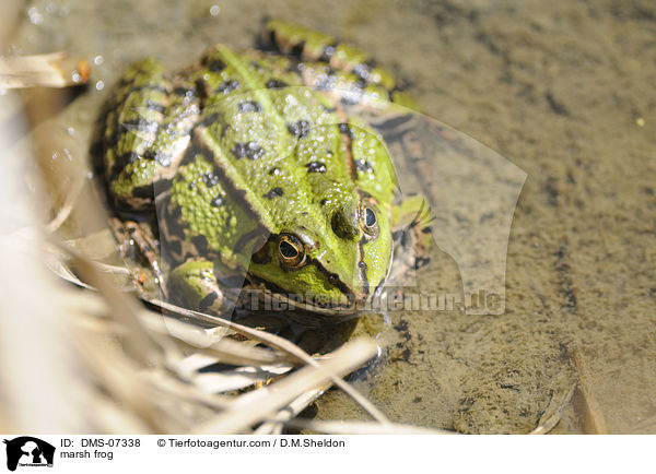 marsh frog / DMS-07338