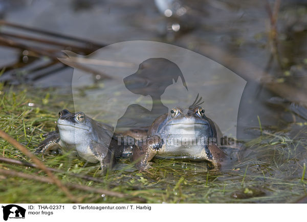 moor frogs / THA-02371