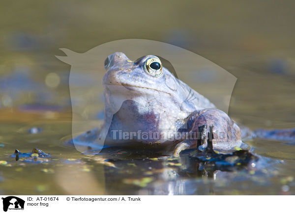 moor frog / AT-01674