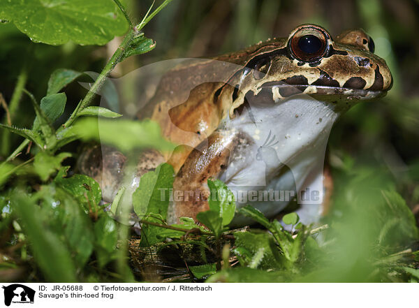 Mittelamerikanischer Ochsenfrosch / Savage's thin-toed frog / JR-05688