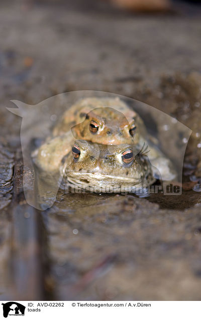 toads / AVD-02262