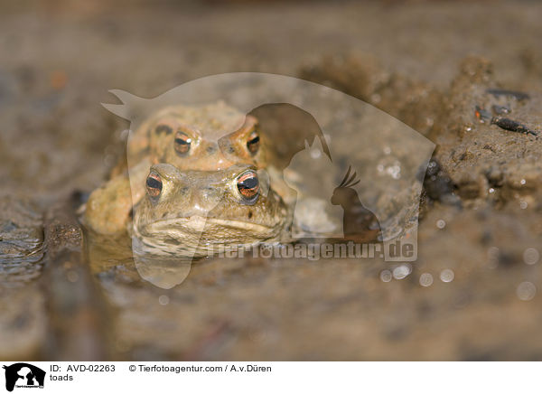 toads / AVD-02263