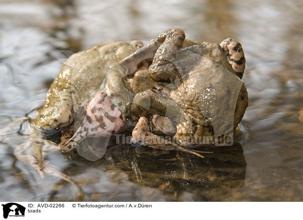 toads / AVD-02266