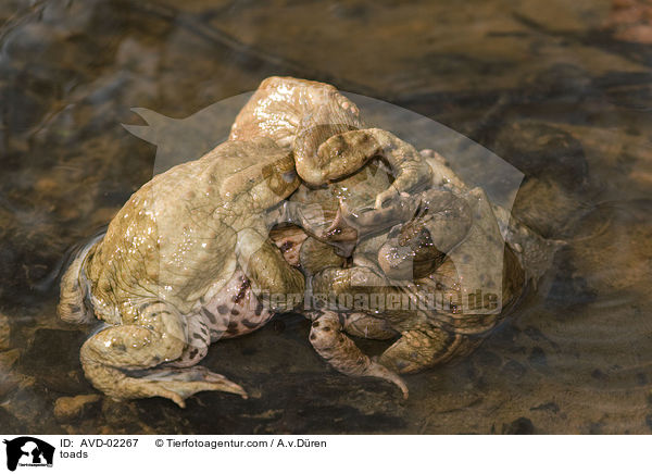 toads / AVD-02267