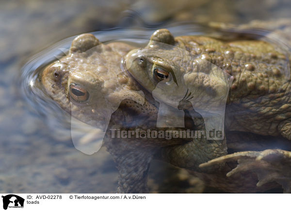toads / AVD-02278