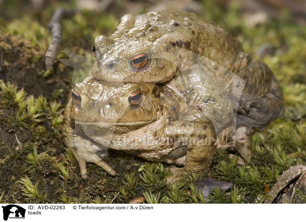 toads / AVD-02283
