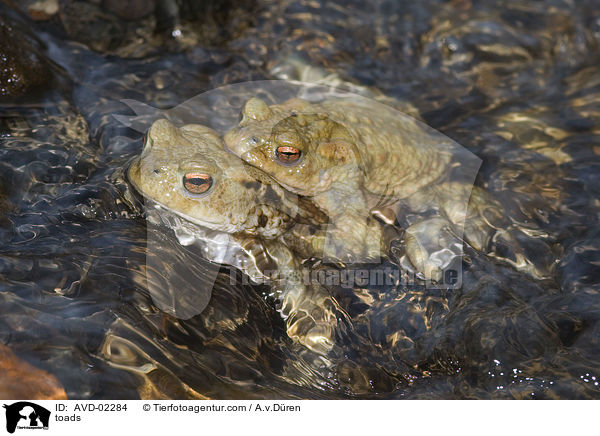 toads / AVD-02284