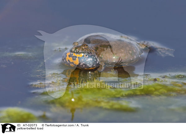 Gelbbauchunke / yellow-bellied toad / AT-02073