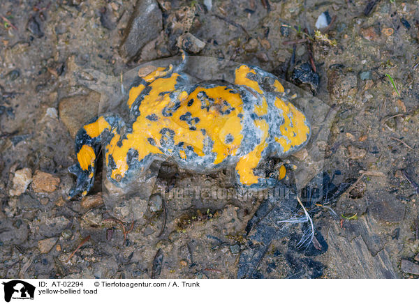 Gelbbauchunke / yellow-bellied toad / AT-02294