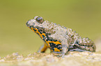 yellow-bellied toad