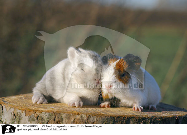 guinea pig and dwarf rabbit babies / SS-00803