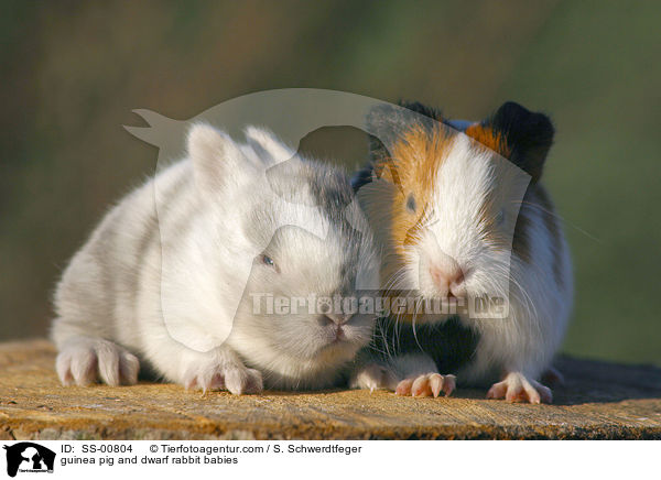 guinea pig and dwarf rabbit babies / SS-00804