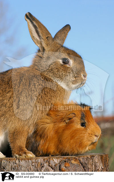 rabbit and guinea pig / SS-00880