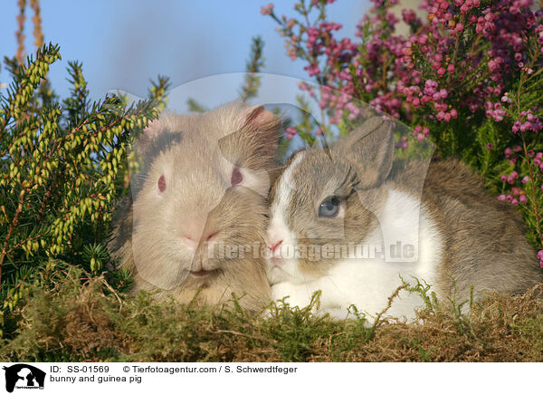 Kaninchen und Meerschwein / bunny and guinea pig / SS-01569