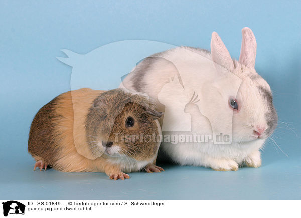guinea pig and dwarf rabbit / SS-01849