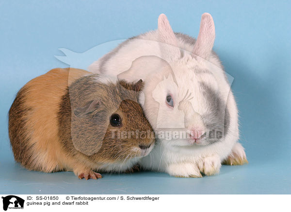 guinea pig and dwarf rabbit / SS-01850