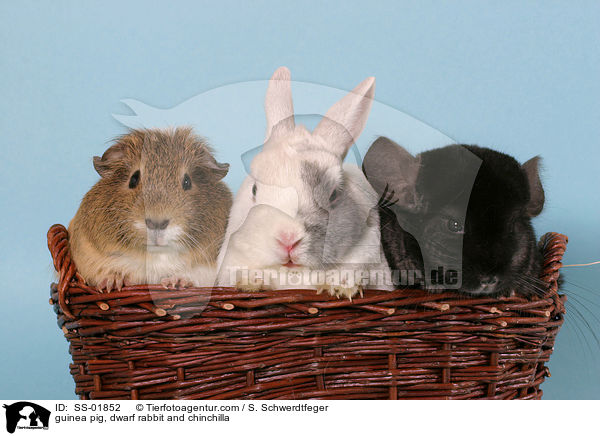 guinea pig, dwarf rabbit and chinchilla / SS-01852
