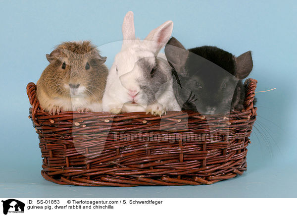 guinea pig, dwarf rabbit and chinchilla / SS-01853