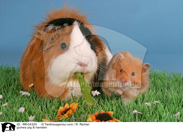 guinea pig & hamster / RR-04324