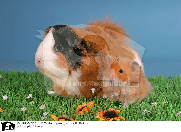 guinea pig & hamster / RR-04326