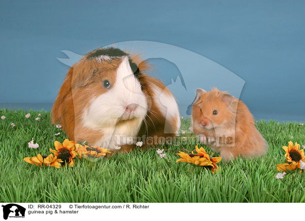 guinea pig & hamster / RR-04329