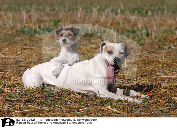 Parson Russell Terrier und American Staffordshire Terrier / Parson Russell Terrier and American Staffordshire Terrier / SS-02428