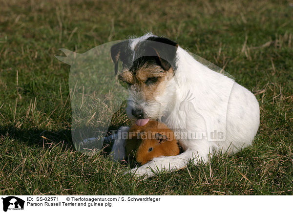 Parson Russell Terrier and guinea pig / SS-02571