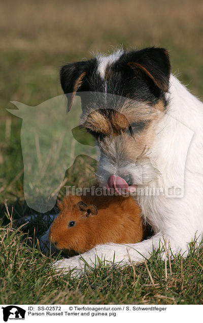 Parson Russell Terrier and guinea pig / SS-02572