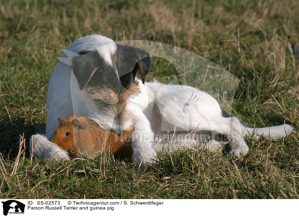 Parson Russell Terrier and guinea pig / SS-02573