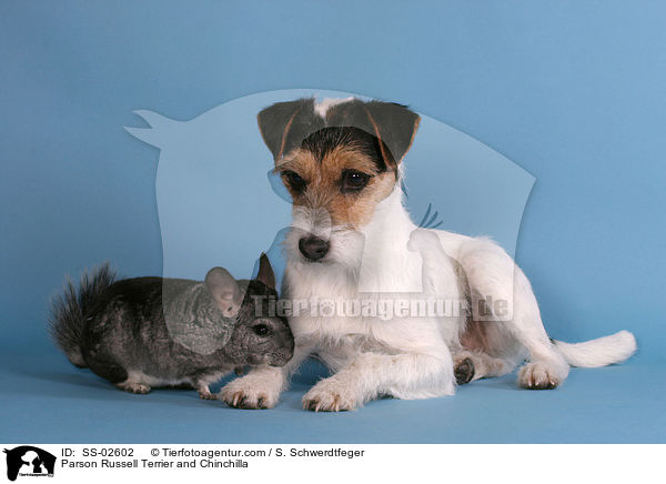 Parson Russell Terrier and Chinchilla / SS-02602