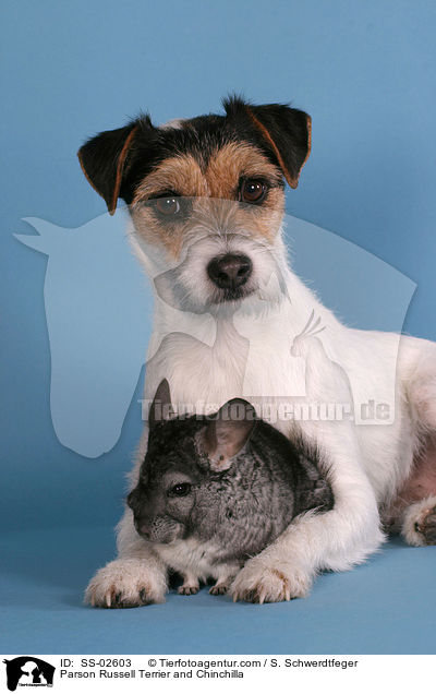 Parson Russell Terrier und Chinchilla / Parson Russell Terrier and Chinchilla / SS-02603